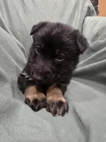 Myles (brown), a male German Shepherd Dog for sale in Albia, IA – Photo 2 of 9