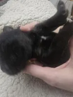 Myles (brown), a male German Shepherd Dog for sale in Albia, IA – Photo 2 of 8