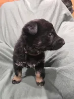 Myles (brown), a male German Shepherd Dog for sale in Albia, IA – Photo 5 of 9