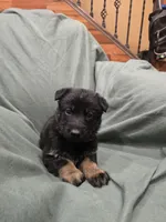 Myles (brown), a male German Shepherd Dog for sale in Albia, IA – Photo 3 of 9