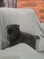 Maverick (blue), a male German Shepherd Dog for sale in Albia, IA – Photo 10 of 10