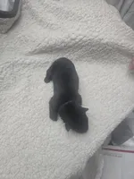 Maverick (blue), a male German Shepherd Dog for sale in Albia, IA – Photo 4 of 10