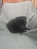 Maverick (blue), a male German Shepherd Dog for sale in Albia, IA – Photo 9 of 10