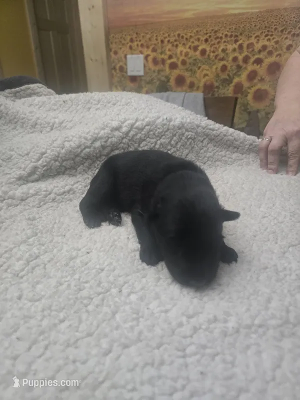 Maverick (blue) – German Shepherd Dog puppy for sale in Albia, IA