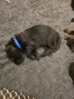 Maverick (blue), a male German Shepherd Dog for sale in Albia, IA – Photo 9 of 10