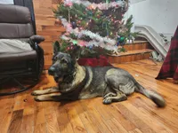 Maverick (blue), a male German Shepherd Dog for sale in Albia, IA – Photo 7 of 10