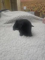 Maverick (blue), a male German Shepherd Dog for sale in Albia, IA – Photo 5 of 10