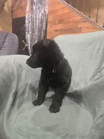 Maverick (blue), a male German Shepherd Dog for sale in Albia, IA – Photo 4 of 10