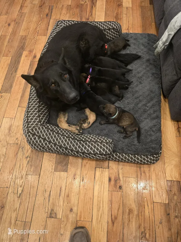 Maverick (blue) – German Shepherd Dog puppy for sale in Albia, IA