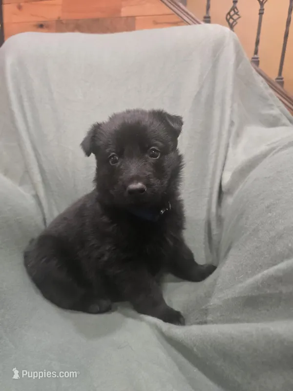 Maverick (blue) – German Shepherd Dog puppy for sale in Albia, IA