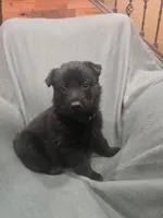 Maverick (blue), a male German Shepherd Dog for sale in Albia, IA – Photo 1 of 10