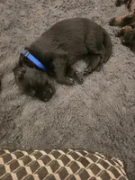 Maverick (blue), a male German Shepherd Dog for sale in Albia, IA – Photo 10 of 10