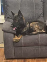 Maverick (blue), a male German Shepherd Dog for sale in Albia, IA – Photo 8 of 10