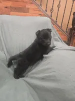 Maverick (blue), a male German Shepherd Dog for sale in Albia, IA – Photo 3 of 10