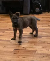 Mystic (teal) AKC Female DDR, a female German Shepherd Dog for sale in Albia, IA – 2 of 10
