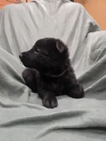 Magneto (purple), a male German Shepherd Dog for sale in Albia, IA – Photo 2 of 10