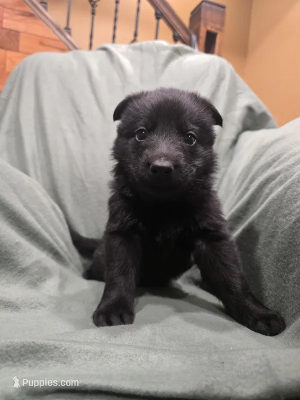 Magneto (purple) – German Shepherd Dog puppy for sale in Albia, IA