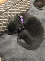 Magneto (purple), a male German Shepherd Dog for sale in Albia, IA – Photo 1 of 9