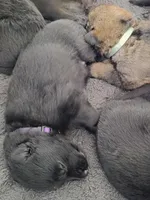 Magneto (purple), a male German Shepherd Dog for sale in Albia, IA – Photo 2 of 9