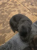 Magneto (purple), a male German Shepherd Dog for sale in Albia, IA – Photo 6 of 9