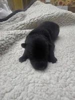 Magneto (purple), a male German Shepherd Dog for sale in Albia, IA – Photo 4 of 9