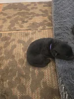 Magneto (purple), a male German Shepherd Dog for sale in Albia, IA – Photo 7 of 9