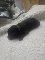 Magneto (purple), a male German Shepherd Dog for sale in Albia, IA – Photo 5 of 9