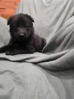 Magneto (purple), a male German Shepherd Dog for sale in Albia, IA – Photo 3 of 10