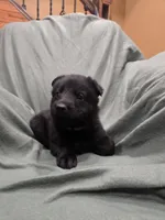 Magneto (purple), a male German Shepherd Dog for sale in Albia, IA – Photo 4 of 10