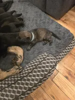 Mystic (teal), a female German Shepherd Dog for sale in Albia, IA – Photo 8 of 9