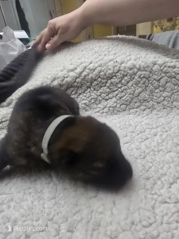 Mystic (teal) – German Shepherd Dog puppy for sale in Albia, IA