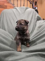 Mystic (teal), a female German Shepherd Dog for sale in Albia, IA – Photo 6 of 10