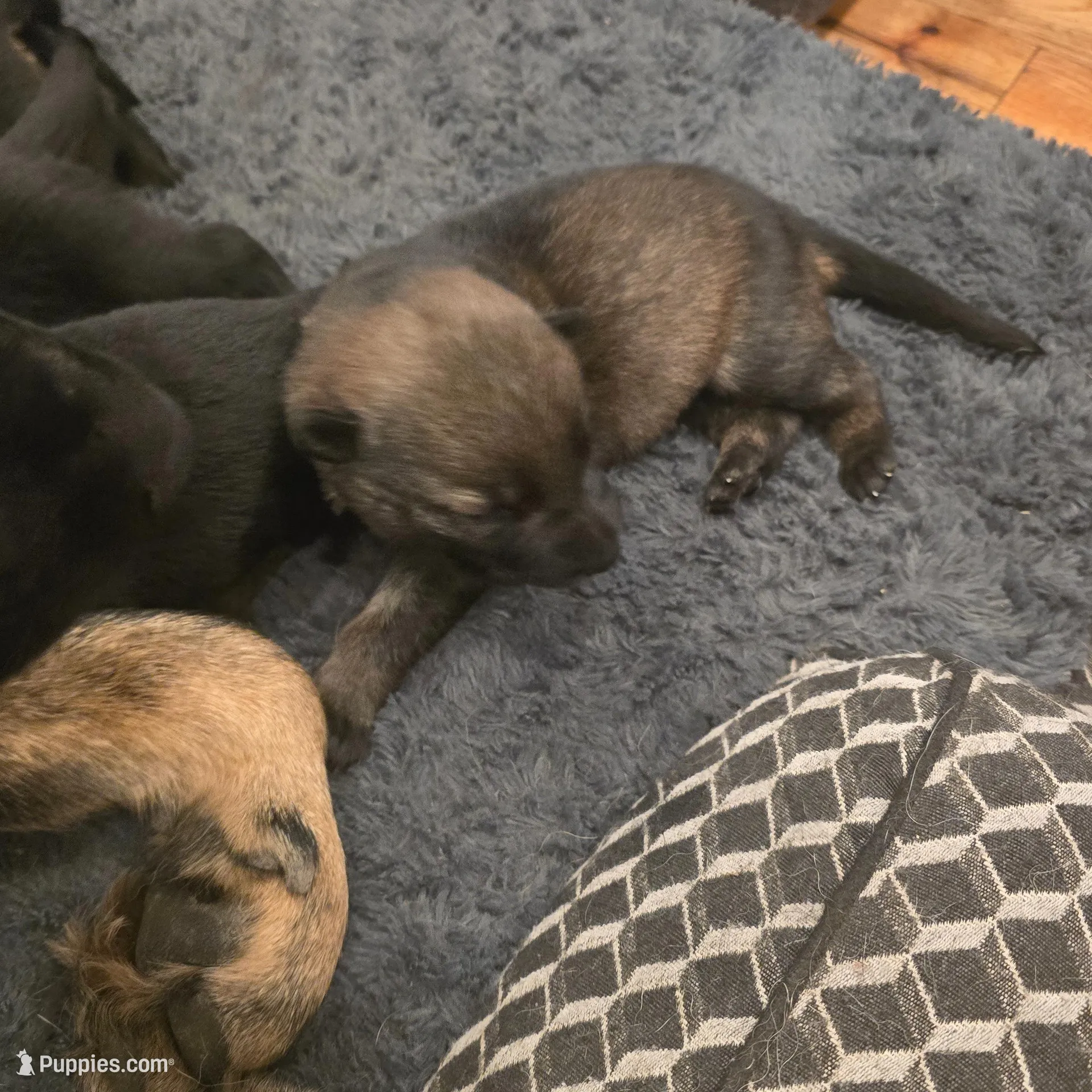 Mystic (teal), a female German Shepherd Dog for sale in Albia, IA – Photo 6 of 9