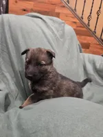 Mystic (teal), a female German Shepherd Dog for sale in Albia, IA – Photo 5 of 10