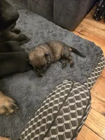 Mystic (teal), a female German Shepherd Dog for sale in Albia, IA – Photo 7 of 9