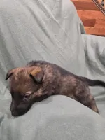 Mystic (teal), a female German Shepherd Dog for sale in Albia, IA – Photo 4 of 10