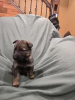 Mystic (teal), a female German Shepherd Dog for sale in Albia, IA – Photo 3 of 10