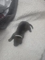 Mystic (teal), a female German Shepherd Dog for sale in Albia, IA – Photo 3 of 9