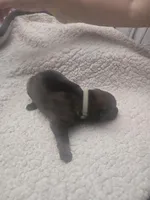 Mystic (teal), a female German Shepherd Dog for sale in Albia, IA – Photo 2 of 9