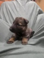 Mystic (teal), a female German Shepherd Dog for sale in Albia, IA – Photo 2 of 10