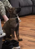 Mystic (teal) AKC Female DDR, a female German Shepherd Dog for sale in Albia, IA – 3 of 10