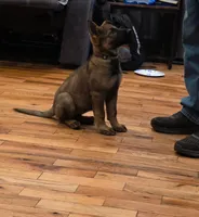 Mystic (teal) AKC Female DDR, a female German Shepherd Dog for sale in Albia, IA – 1 of 10