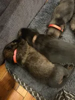 Millie (pink), a female German Shepherd Dog for sale in Albia, IA – Photo 6 of 6