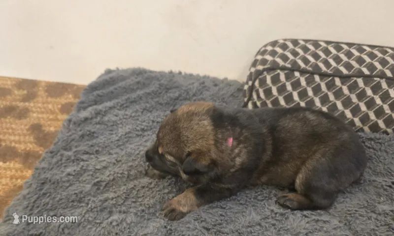 Millie (pink) – German Shepherd Dog puppy on hold in Albia, IA