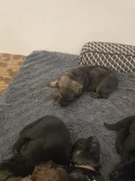 Millie (pink), a female German Shepherd Dog for sale in Albia, IA – Photo 3 of 6