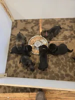 Millie (pink), a female German Shepherd Dog for sale in Albia, IA – Photo 4 of 6