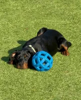 Rogue , a female Doberman Pinscher and Rottweiler for sale in Alexandria, VA – Photo 1 of 3