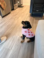 Rogue , a female Doberman Pinscher and Rottweiler for sale in Alexandria, VA – Photo 2 of 3