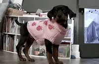 Rogue , a female Doberman Pinscher and Rottweiler for sale in Alexandria, VA – Photo 3 of 3