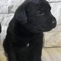 Leo, a male Cane Corso for sale in Kansas City, MO – Photo 3 of 5